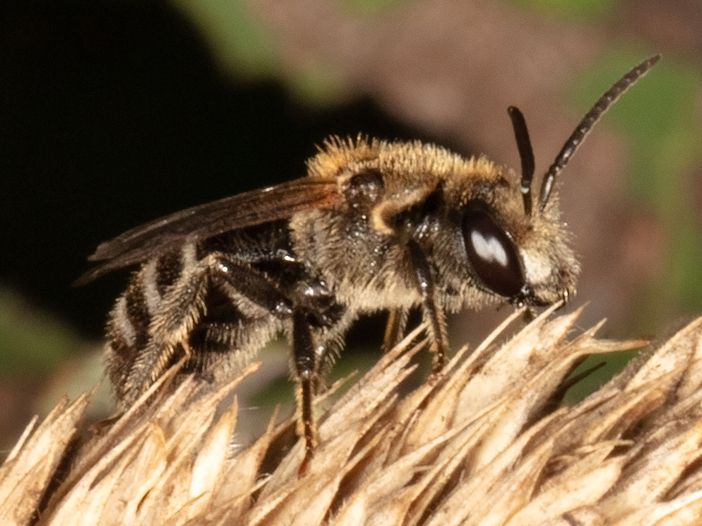 Bull-headed Furrow Bee from Clanwilliam, MB R0J, Canada on August 18 ...