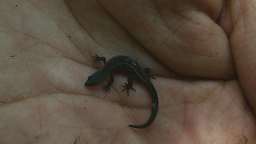 Lepidoblepharis buchwaldi