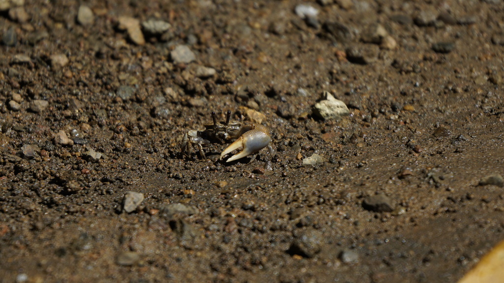 Bacillus Fiddler Crab
