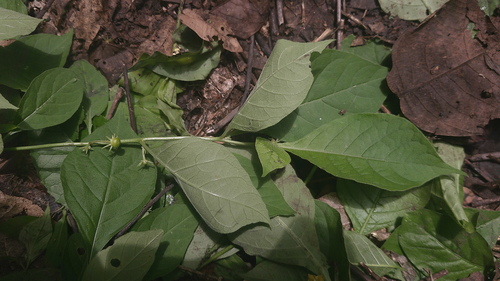Capsicum hookerianum (Capsicum hookerianum)