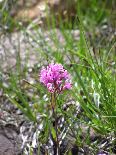 Alpine Catchfly (Viscaria alpina)