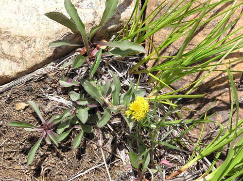 northern goldenrod (Solidago multiradiata)