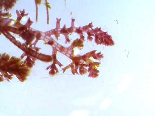 Tolypiocladia glomerulata observed 2026-01-01