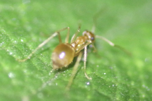 Myrmecocystus testaceus photo 5