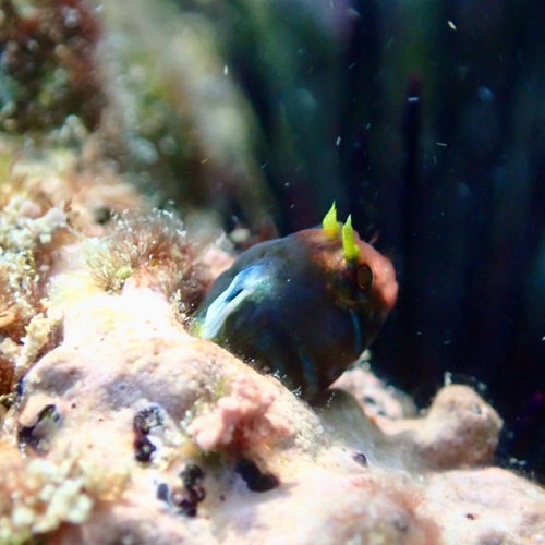 Angel blenny (Coralliozetus angelicus) — Chaenopsidae — 5