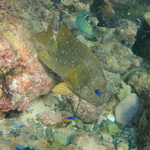 Bumphead Damselfish (Microspathodon bairdii)