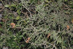 Painteria elachistophylla