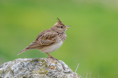 Crested Lark photo 2