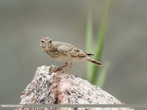 Crested Lark