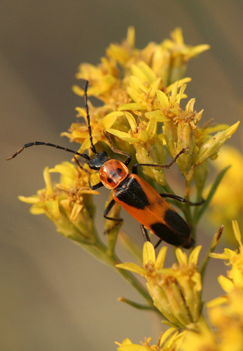 Colorado Soldier Beetle