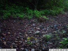 Sylvilagus cunicularius insolitus