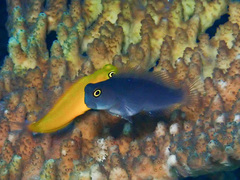 Blackspot Coralblenny photo 3