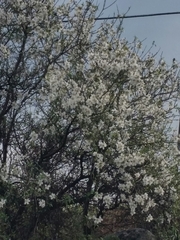 Prunus korshinskyi