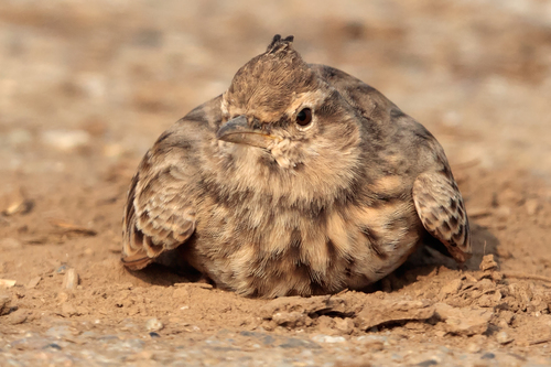 Crested Lark