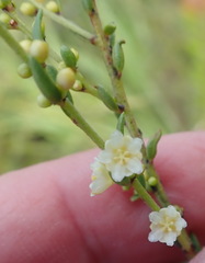 Clutia ericoides