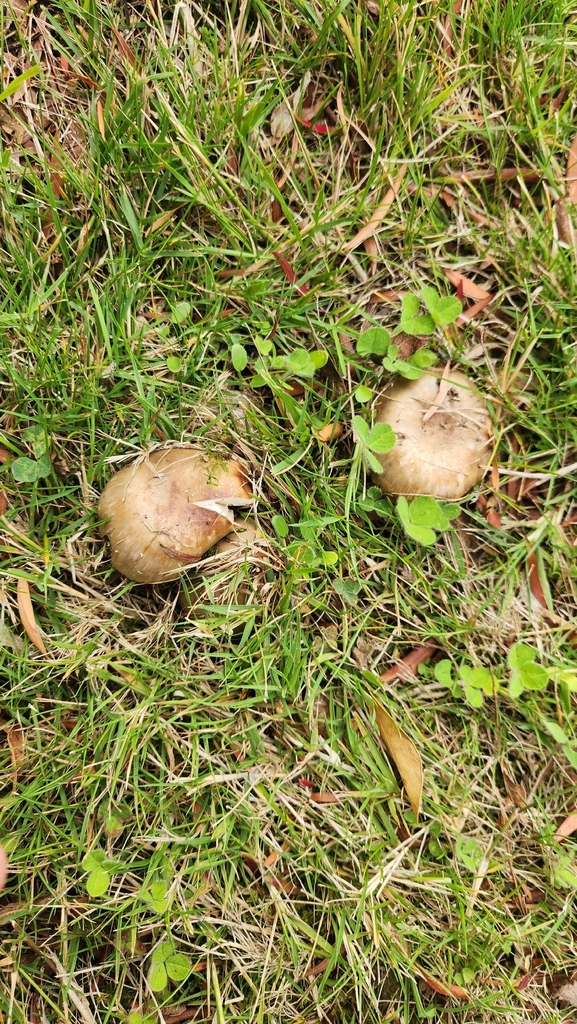 Russula amoenolens · February 2026 · photo: © squidney8 (iNaturalist, cc0)