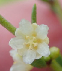 Clutia ericoides