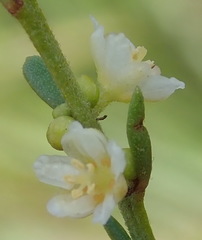 Clutia ericoides