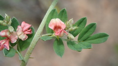 Indigofera poliotes