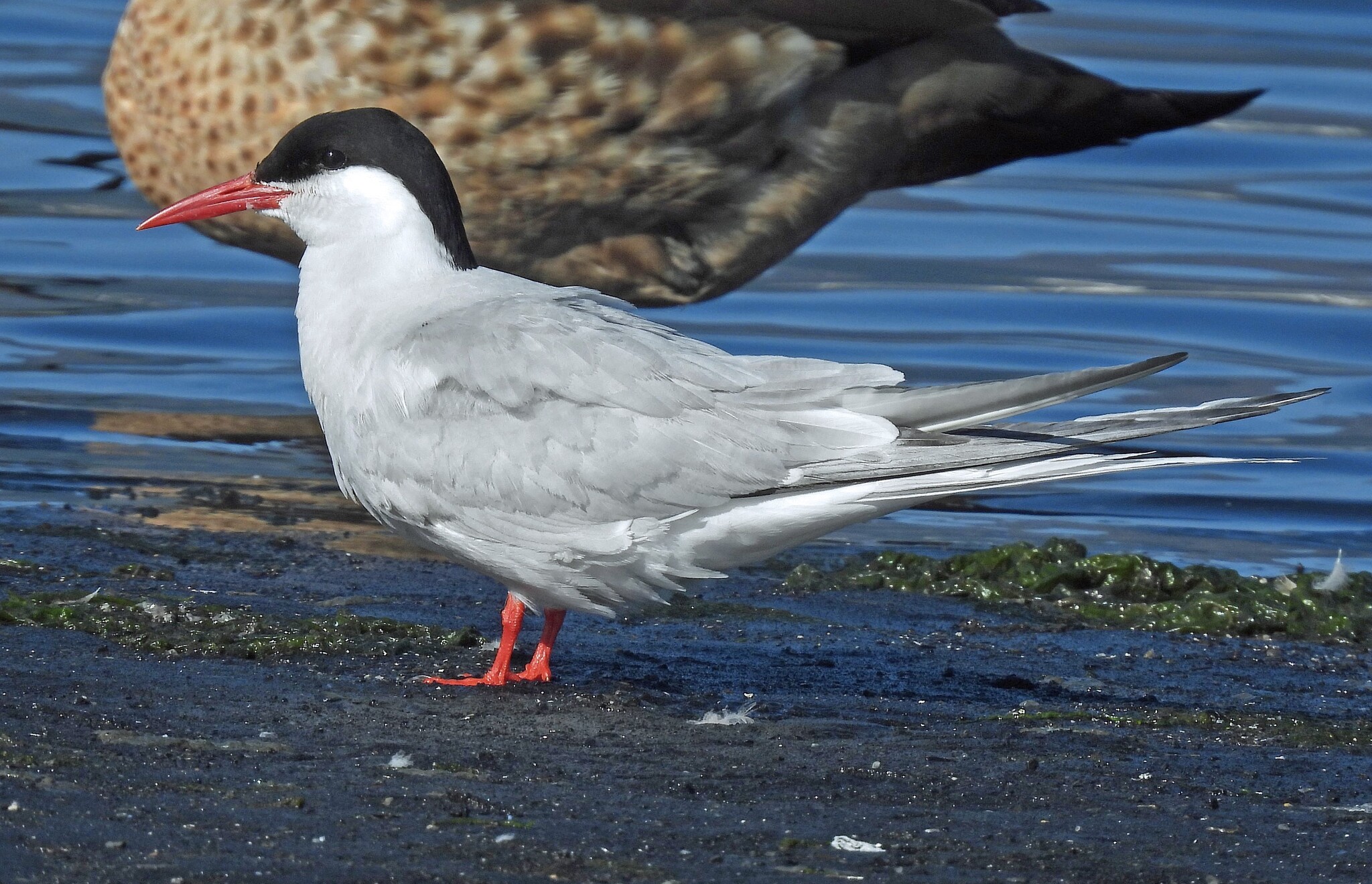 South American Tern (Sterna hirundinacea), photo 5