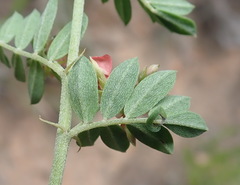 Indigofera poliotes