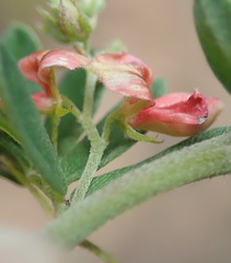 Indigofera poliotes