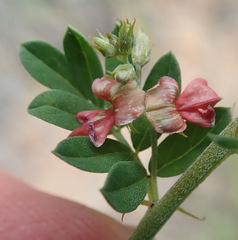 Indigofera poliotes