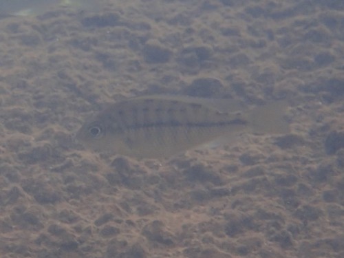 Protomelas taeniolatus