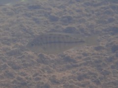 Protomelas taeniolatus