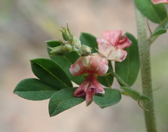 Indigofera poliotes
