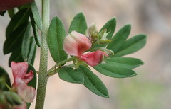 Indigofera poliotes