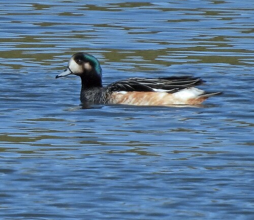 Chiloe Wigeon (Mareca sibilatrix), photo 6
