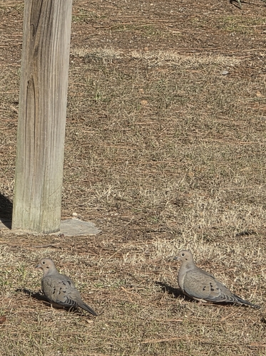 Mourning Dove