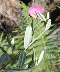 Podalyria buxifolia