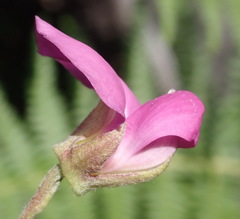 Podalyria buxifolia