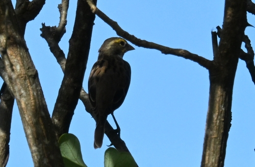 Dickcissel (Spiza americana), photo 3