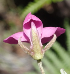 Podalyria buxifolia