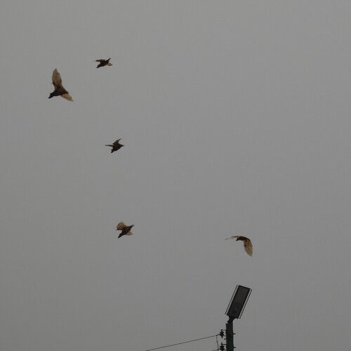 Straw-coloured Fruit Bat