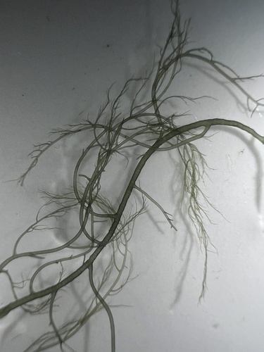 Compsopogon caeruleus observed 2026-02-04