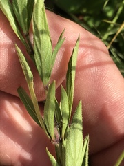 Dyschoriste setigera