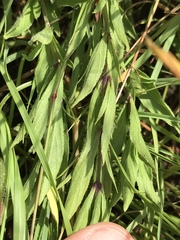 Dyschoriste setigera