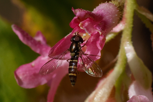 Unknown species found near Lincoln City Yard, OR, USA
