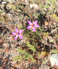 Erodium cicutarium