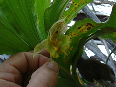 Catasetum fimbriatum