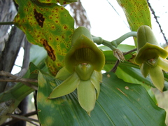 Catasetum fimbriatum