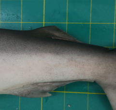 Carcharhinus macloti