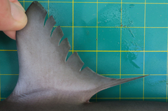 Carcharhinus macloti