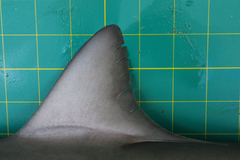 Carcharhinus macloti