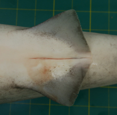 Carcharhinus macloti