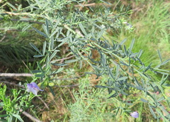 Psoralea axillaris